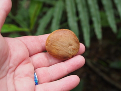 Pentaclethra macroloba