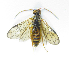 Cephalcia erythrogaster