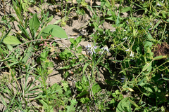 Vicia biennis
