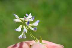 Vicia biennis