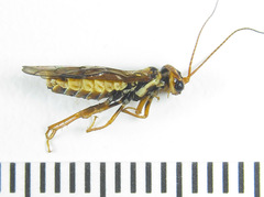 Cephalcia erythrogaster