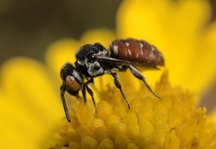 Holcopasites calliopsidis