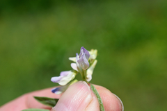 Vicia biennis