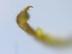 Cephalcia erythrogaster