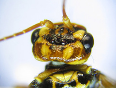 Cephalcia erythrogaster