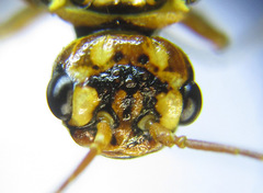 Cephalcia erythrogaster