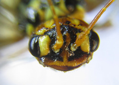 Cephalcia erythrogaster