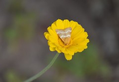Schinia miniana