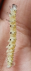 Palpita flegia
