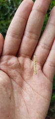 Palpita flegia