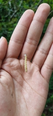 Palpita flegia