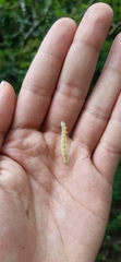 Palpita flegia