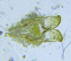 Cephalcia erythrogaster