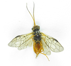 Cephalcia erythrogaster