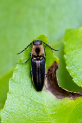 Megapenthes limbalis