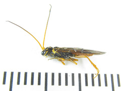 Cephalcia erythrogaster