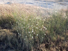 Baccharis juncea