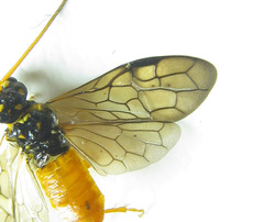 Cephalcia erythrogaster