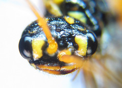 Cephalcia erythrogaster