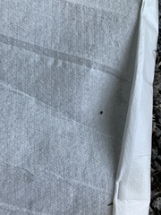 Amblyomma americanum