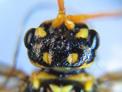 Cephalcia erythrogaster