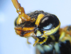 Cephalcia erythrogaster