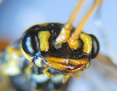 Cephalcia erythrogaster