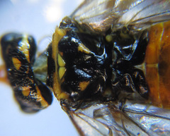 Cephalcia erythrogaster