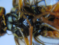 Cephalcia erythrogaster