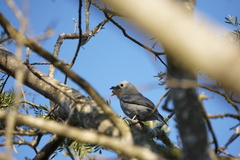 Coracina caesia caesia