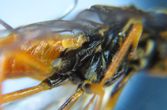 Cephalcia erythrogaster