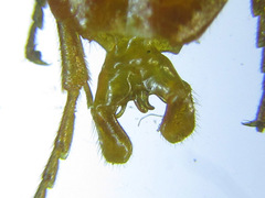 Cephalcia erythrogaster