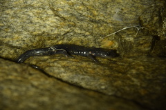 Plethodon amplus