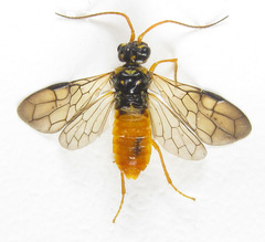 Cephalcia erythrogaster