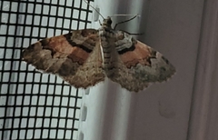 Xanthorhoe labradorensis