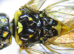 Cephalcia erythrogaster