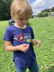 Hydrocotyle tribotrys