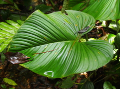 Philodendron grandipes