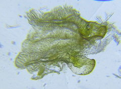 Cephalcia erythrogaster