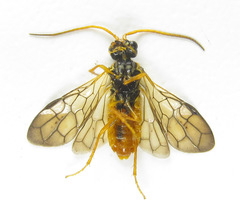 Cephalcia erythrogaster