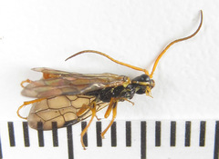 Cephalcia erythrogaster