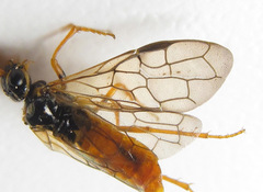 Cephalcia erythrogaster