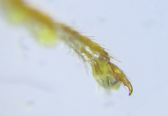 Cephalcia erythrogaster