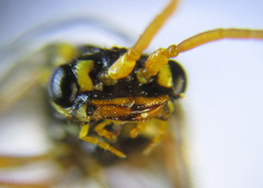 Cephalcia erythrogaster