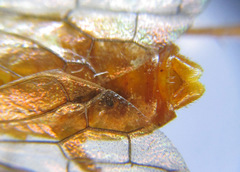 Cephalcia erythrogaster