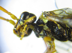 Cephalcia erythrogaster