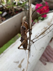 Liparoscelis pallidispina