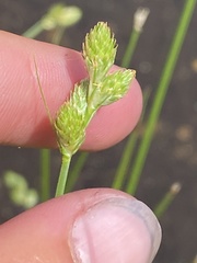 Carex longii