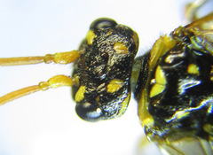 Cephalcia erythrogaster