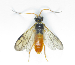 Cephalcia erythrogaster